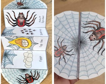 Opvouwbare sjabloon Spider Life Cycle, wetenschapsambacht voor kinderen, A4 en 11 x 8,5 inch, digitale download, knippen en plakken, opvouwbare sjabloon