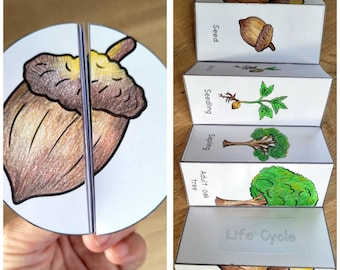 Levenscyclus eiken, Boomvolgorde en vouw wetenschapskunst voor kinderen, A4 en 11 x 8,5 inch, digitale download, knippen en plakken, opvouwbare sjabloon
