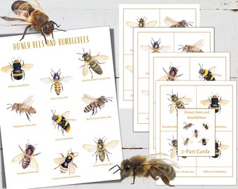 BEES and BUMBLEBEES Mini Poster + 3-Part Cards, Homeschool, Montessori, Instant Download