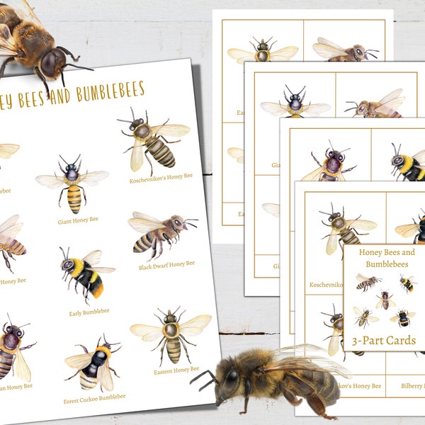 BEES and BUMBLEBEES Mini Poster + 3-Part Cards, Homeschool, Montessori, Instant Download