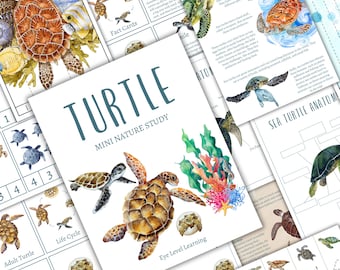 Turtle Life Cycle Nature Study - Etsy