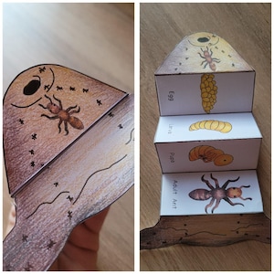 May include: A handmade, educational papercraft depicting the life cycle of an ant. The folded paper structure shows the stages: egg, larva, pupa, and adult ant, with detailed illustrations and labels.