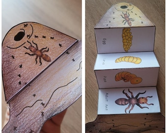 Ant Life Cycle Foldable Template, Kids' science craft, A4 and 11x8.5 in, Digital Download, Cut and paste, Foldable Template