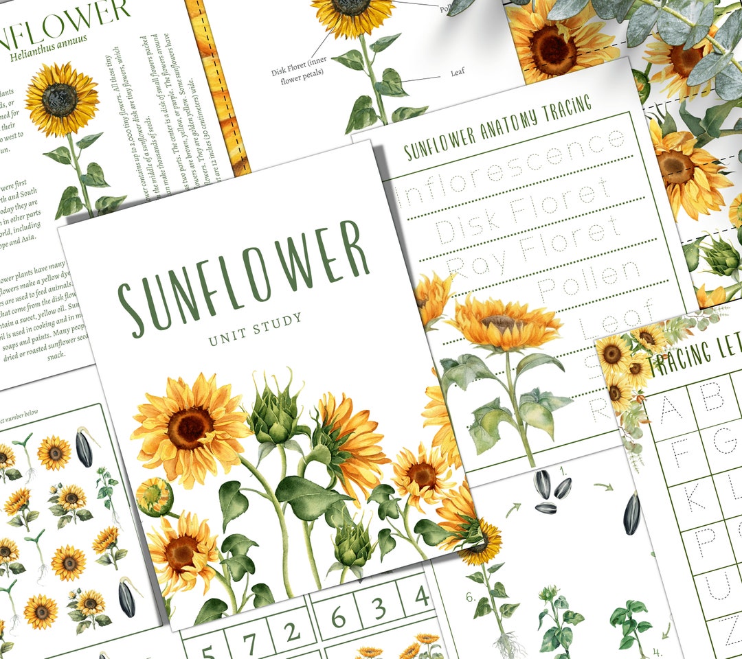 SUNFLOWER Unit Study, Life Cycle, Anatomy, Nature Study, Science ...