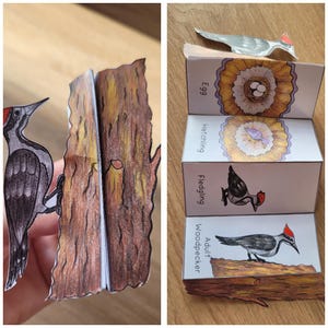 Puede incluir: Una manualidad de papel que representa el ciclo de vida de un pájaro carpintero. Las etapas incluyen huevo, eclosión, polluelo y adulto. El pájaro carpintero se muestra en varias ilustraciones, con una cresta roja y plumaje blanco y negro. La manualidad de papel está doblada para parecer un tronco de árbol.