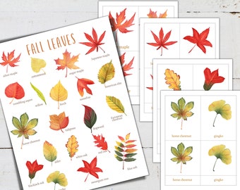 FALL Leaves Recognition Mini Poster + Cartes en 3 parties, Homeschool, Montessori, TÉLÉCHARGEMENT INSTANTANÉ