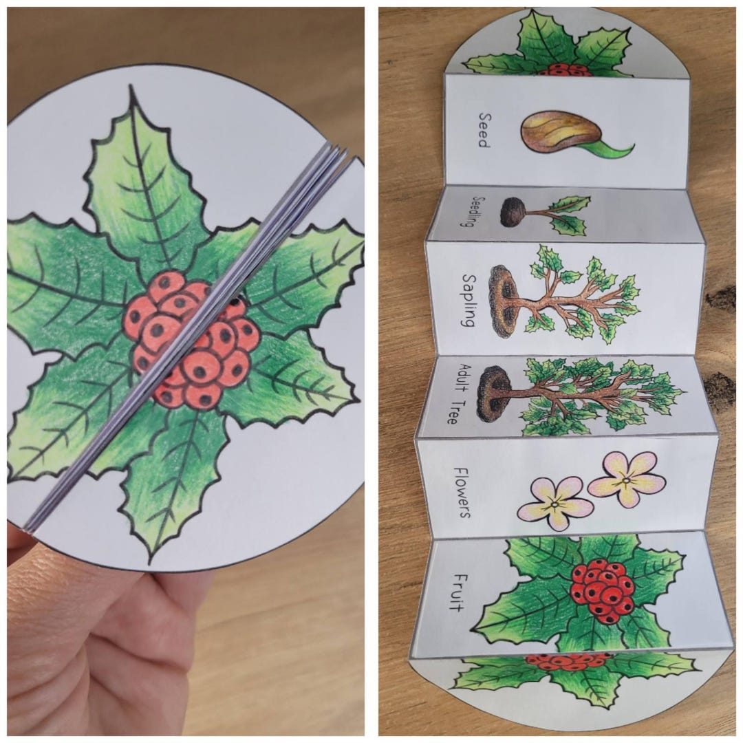 Holly Tree Life Cycle, Tree Sequence and Fold Kids' Science Craft, A4 ...