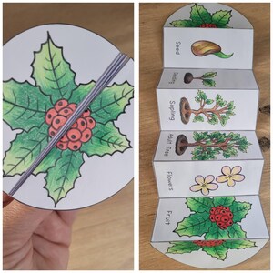 Pode incluir: Um artesanato educativo em papel feito à mão que ilustra o ciclo de vida de uma planta. O papel dobrado mostra as etapas da semente ao fruto, com desenhos e etiquetas detalhadas. O artesanato é segurado em uma mão, com um desenho de azevinho na capa.