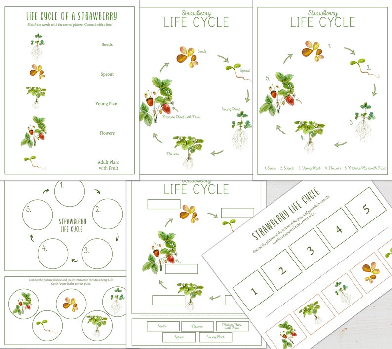 STRAWBERRY Unit Study, Life Cycle, Anatomy, Nature Study, Science ...