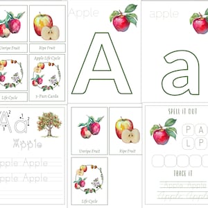 APPLE Unit Study, Life Cycle, Anatomy, Nature Study, Science, Homeschool, Montessori, INSTANT DOWNLOAD image 8