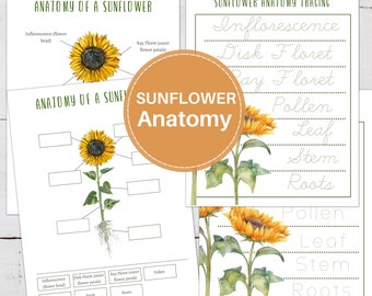 SUNFLOWER Anatomy Poster, Labeling and Tracing Activity, Homeschool, Montessori, INSTANT DOWNLOAD