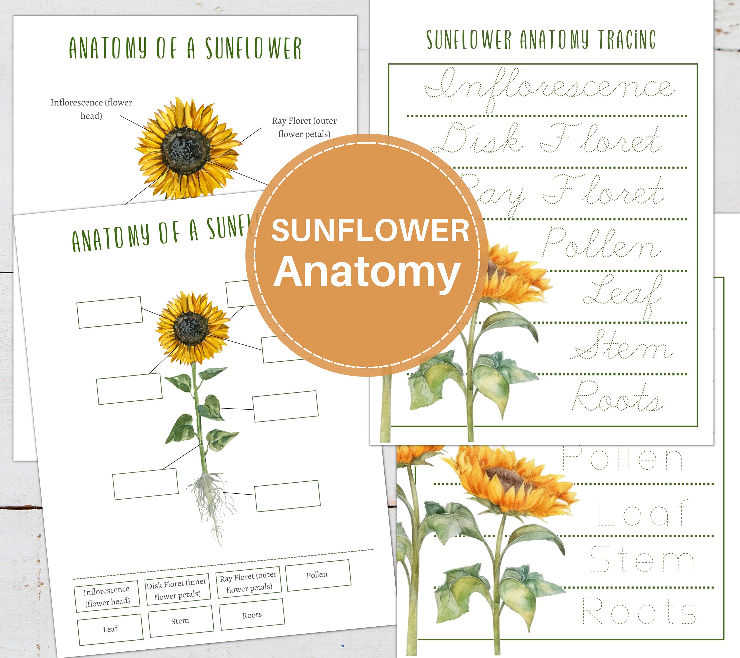 SUNFLOWER Anatomy Poster, Labeling and Tracing Activity, Homeschool