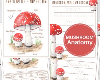 MUSHROOM Anatomy Poster, Labeling and Tracing Activity, Homeschool, Montessori, INSTANT DOWNLOAD
