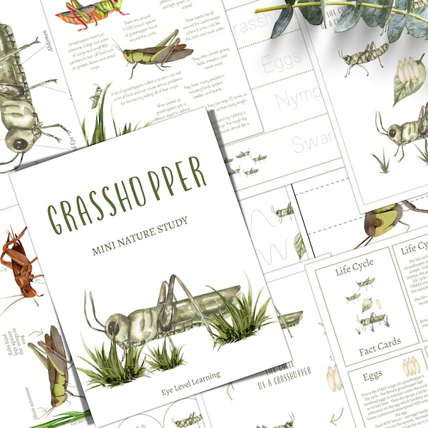 GRASSHOPPER Unit Study, Life Cycle, Anatomy, Nature Study, Science, Homeschool, Montessori, INSTANT DOWNLOAD