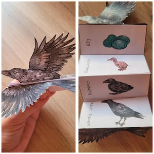 Puede incluir: Un cuervo de papel en vuelo, con ilustraciones detalladas de alas y plumas. La imagen también muestra una serie de tarjetas que representan el ciclo de vida del cuervo: huevo, polluelo, polluelo y cuervo adulto. Las tarjetas tienen ilustraciones y etiquetas.