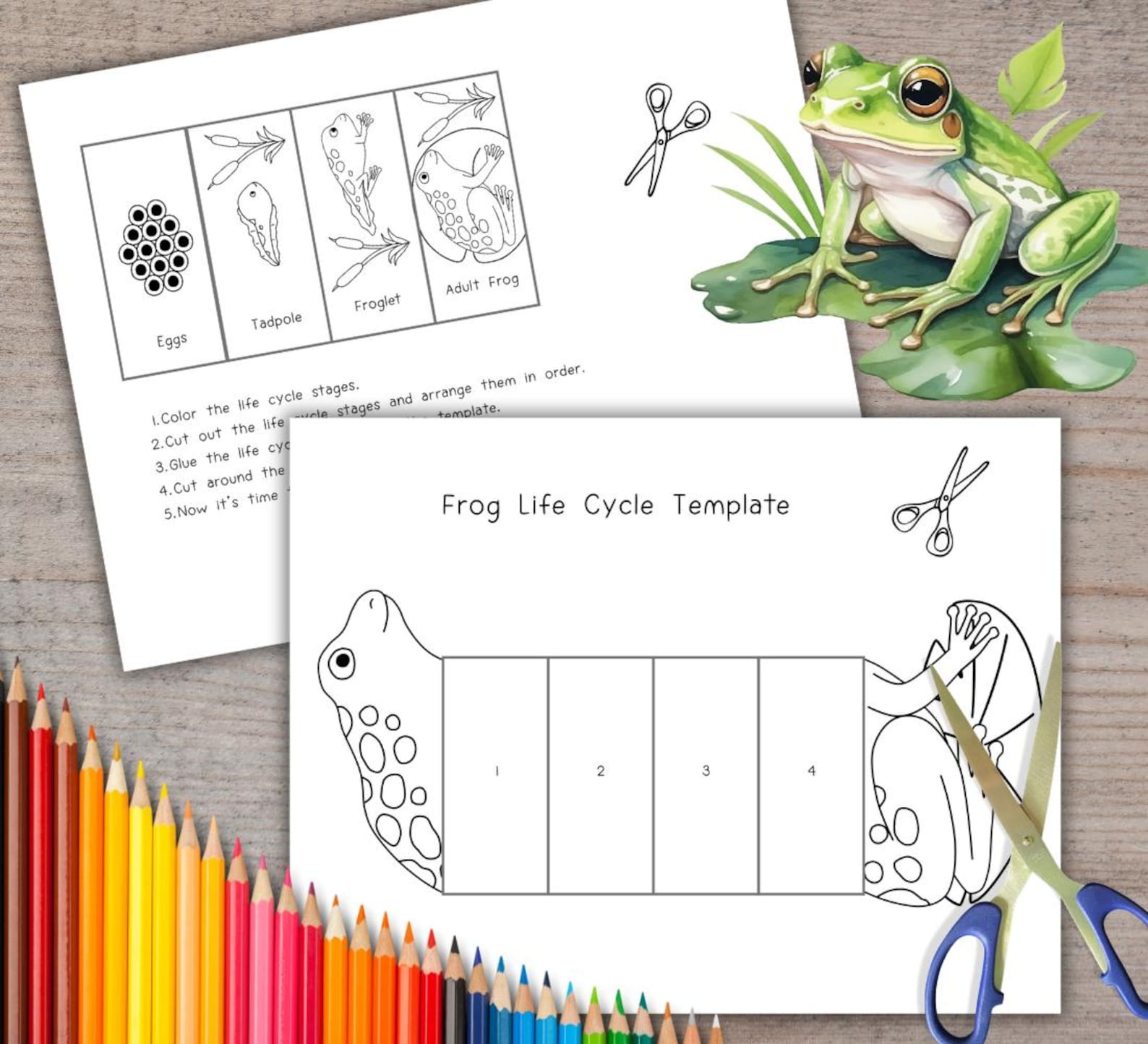 Frog Life Cycle Foldable Template, Kids' Science Craft, A4 and 11x8.5 ...