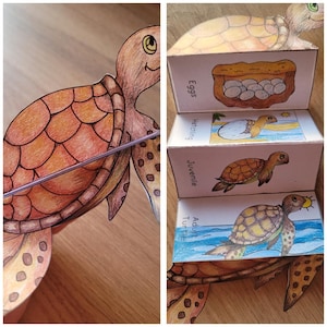 Puede incluir: Ilustración dibujada a mano de una tortuga marina, con un patrón detallado en el caparazón en tonos marrones y naranjas. La imagen también muestra una serie de cajas que representan el ciclo de vida de la tortuga, etiquetadas como "Huevos", "Eclosión", "Juvenil" y "Tortuga adulta".