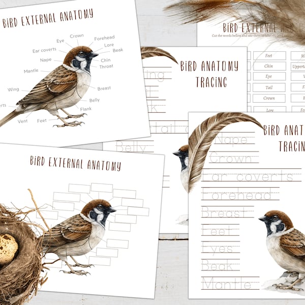 BIRD External Anatomy Poster, Labeling and Tracing Activity, Homeschool, Montessori, INSTANT DOWNLOAD