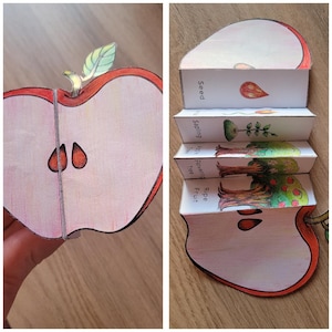 May include: A paper apple cut in half, with an accordion showing the apple's life cycle stages: seed, seedling, flowering tree, and ripe fruit. The apple is red with a green leaf. The stages are labelled.