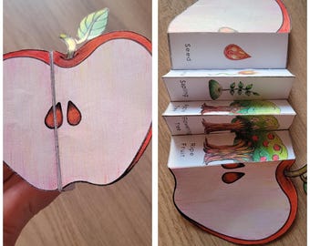 Apple Life Cycle Foldable Template, Kids' science craft, A4 and 11x8.5 in, Digital Download, Cut and paste, Foldable Template