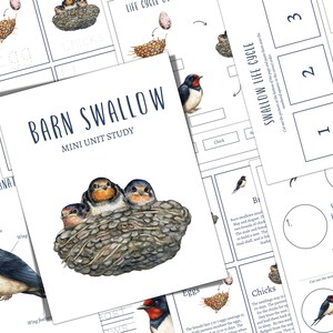 BARN SWALLOW Mini Einheit Studie, Lebenszyklus, Anatomie, Natur Studie, Wissenschaft, Homeschool, Montessori, Instant DOWNLOAD