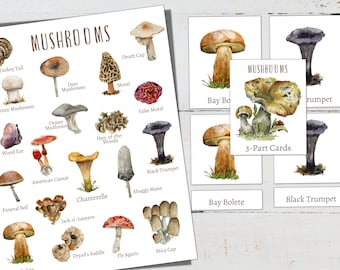 CHAMPIGNONS Mini Poster + Cartes en 3 parties, 19 Champignons, Homeschool, Montessori, TÉLÉCHARGEMENT INSTANTANÉ