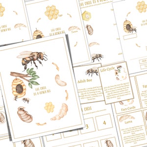 BEE LIFE CYCELE, Homeschool, Montessori, Instant Download