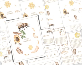 BEE LIFE CYCELE, Homeschool, Montessori, Instant Download