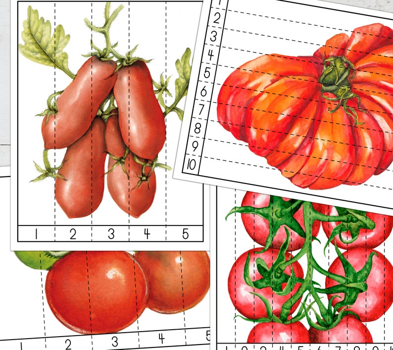 TOMATO Unit Study, Life Cycle, Anatomy, Nature Study, Science ...