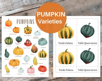 Mini affiche de variétés de citrouille + cartes en 3 parties, école à la maison, Montessori, téléchargement immédiat
