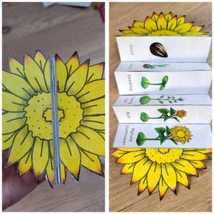 Könnte beinhalten: Eine handgefertigte Papier-Sonnenblume mit gelbem und orangefarbenem Design. Die Ziehharmonika-Seiten zeigen die Stadien des Sonnenblumenwachstums, vom Samen bis zur reifen Blüte, mit beschrifteten Illustrationen. Der Hintergrund ist eine Holzoberfläche.