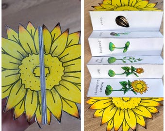 Sunflower Life Cycle Foldable Template, Kids' science craft, A4 and 11x8.5 in, Digital Download, Cut and paste, Foldable Template