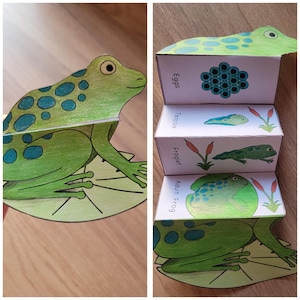 May include: A green and blue frog-themed educational toy. The toy shows the life cycle of a frog, with stages labeled "Eggs", "Tadpole", "Froglet", and "Adult Frog". The toy is made of paper and has a 3D design.