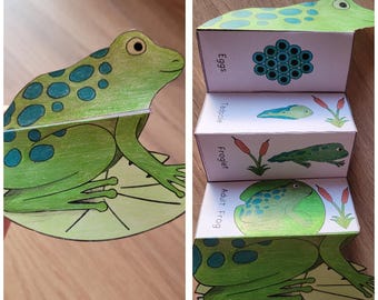 Frog Life Cycle Foldable Template, Kids' science craft, A4 and 11x8.5 in, Digital Download, Cut and paste, Foldable Template