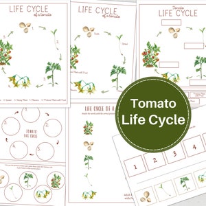 TOMATO Life Cycle, Nature Study, Science, Homeschool, Montessori, INSTANT DOWNLOAD