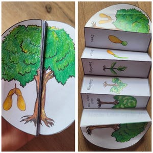 Könnte beinhalten: Eine handgezeichnete, lehrreiche Darstellung des Lebenszyklus eines Ahornbaums. Das Diagramm zeigt die Stadien vom Samen bis zum ausgewachsenen Baum mit detaillierten Zeichnungen und Beschriftungen. Der Baum ist grün und braun.