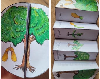 Maple Tree  Life Cycle, Tree sequence and fold kids' science craft, A4 and 11x8.5 in, Digital Download, Cut and paste, Foldable Template