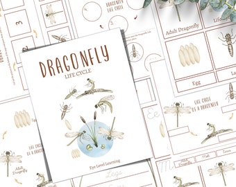 May include: A printable worksheet for kids to learn about the life cycle of a dragonfly. The worksheet features illustrations of a dragonfly in its different stages of life, including egg, larva, nymph, and adult. The worksheet also includes a section for writing practice, with lines for writing the words "legs", "eyes", and "wings".