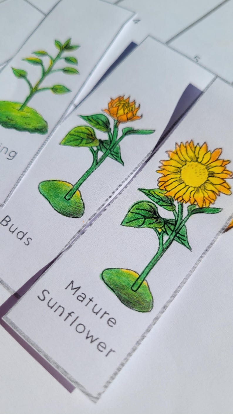 Sunflower Life Cycle Foldable Template, Kids' Science Craft, A4 and ...