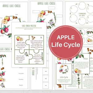 APPLE LIFE CYCLE, Homeschool, Montessori, Instant Download