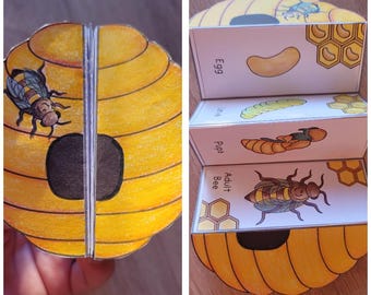 Ciclo de vida de las abejas, secuencia de abejas melíferas y plegado: manualidad científica para niños, tamaño A4 y 28 x 21 cm, descarga digital, plantilla plegable para cortar y pegar.