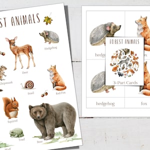 FOREST Animals Mini Poster + Tarjetas de 3 partes, 11 animales, Educación en el hogar, Estudio de la naturaleza de Charlotte Mason, DESCARGA INSTANTÁNEA