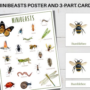 MINIBEASTS Mini Póster + Tarjetas de 3 Partes, Educación en el Hogar, Montessori, Descarga Instantánea