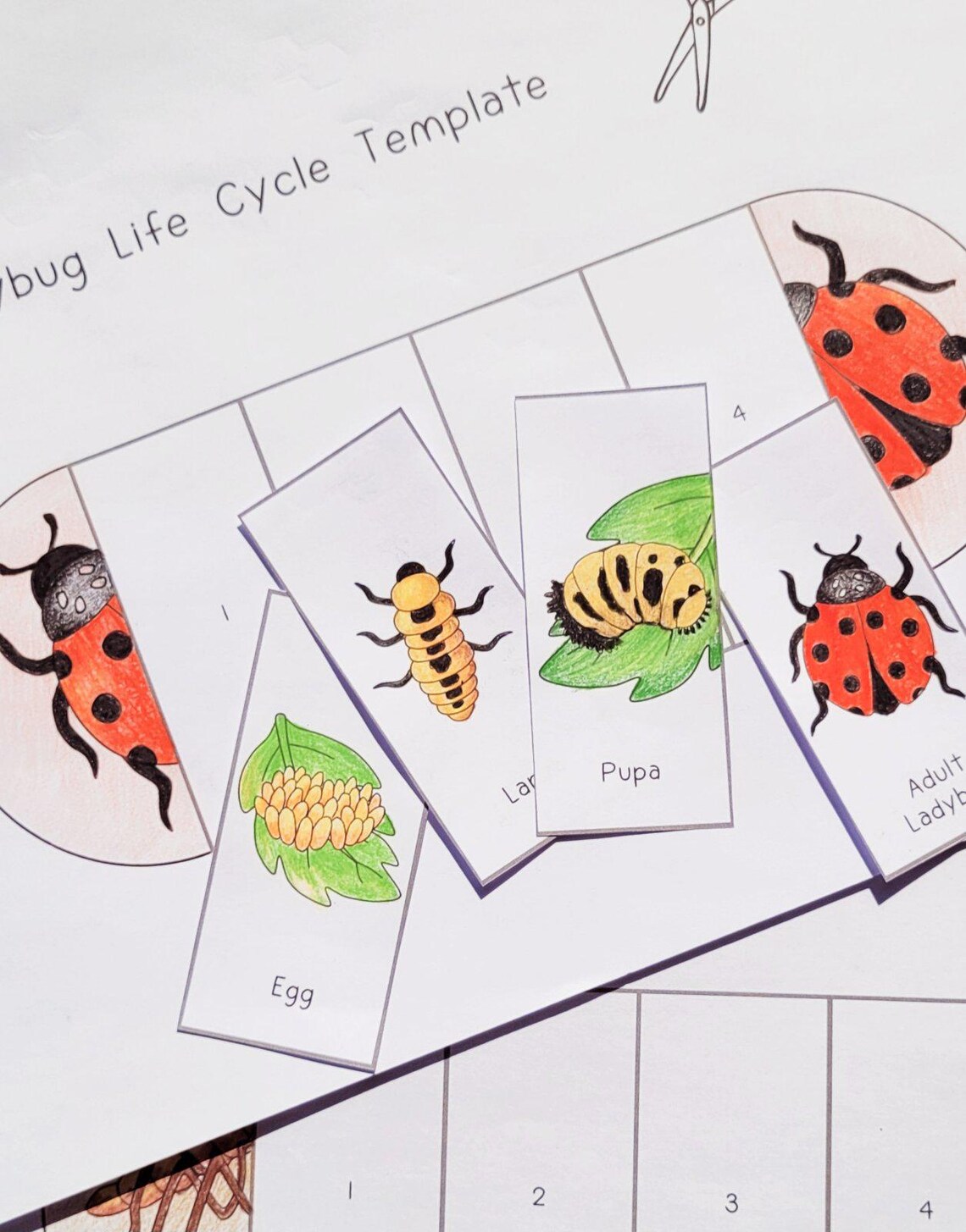 Ladybug Life Cycle, Ladybird Sequence and Fold Kids' Science Craft, A4 ...