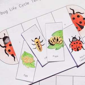 Ladybug Life Cycle, Ladybird Sequence and Fold Kids' Science Craft, A4 ...