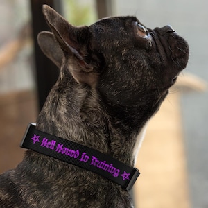 Puede incluir: Un collar de perro negro con una inscripción morada que dice "Hell Hound In Training" con un pentagrama a cada lado del texto.