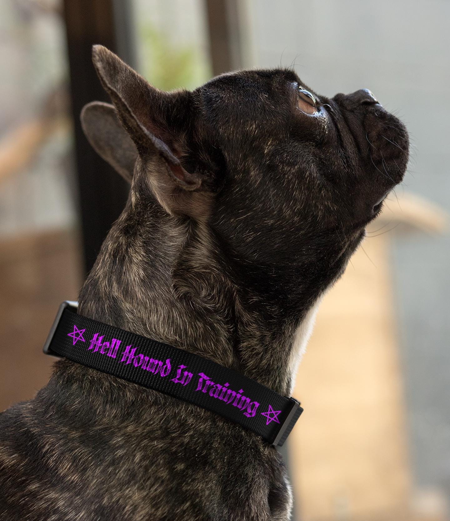 Cerberus Dog Collar