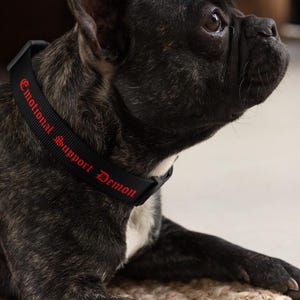 Könnte beinhalten: Ein schwarzer Hund, der ein schwarzes Halsband mit dem roten Text "Emotional Support Demon" trägt.