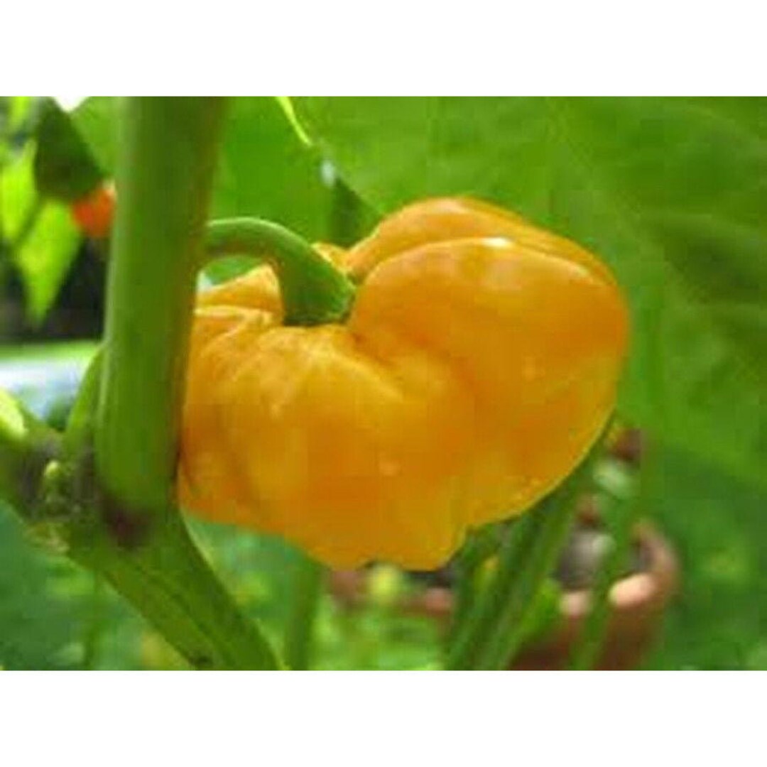 Jamaican Yellow Pepper Seeds Etsy