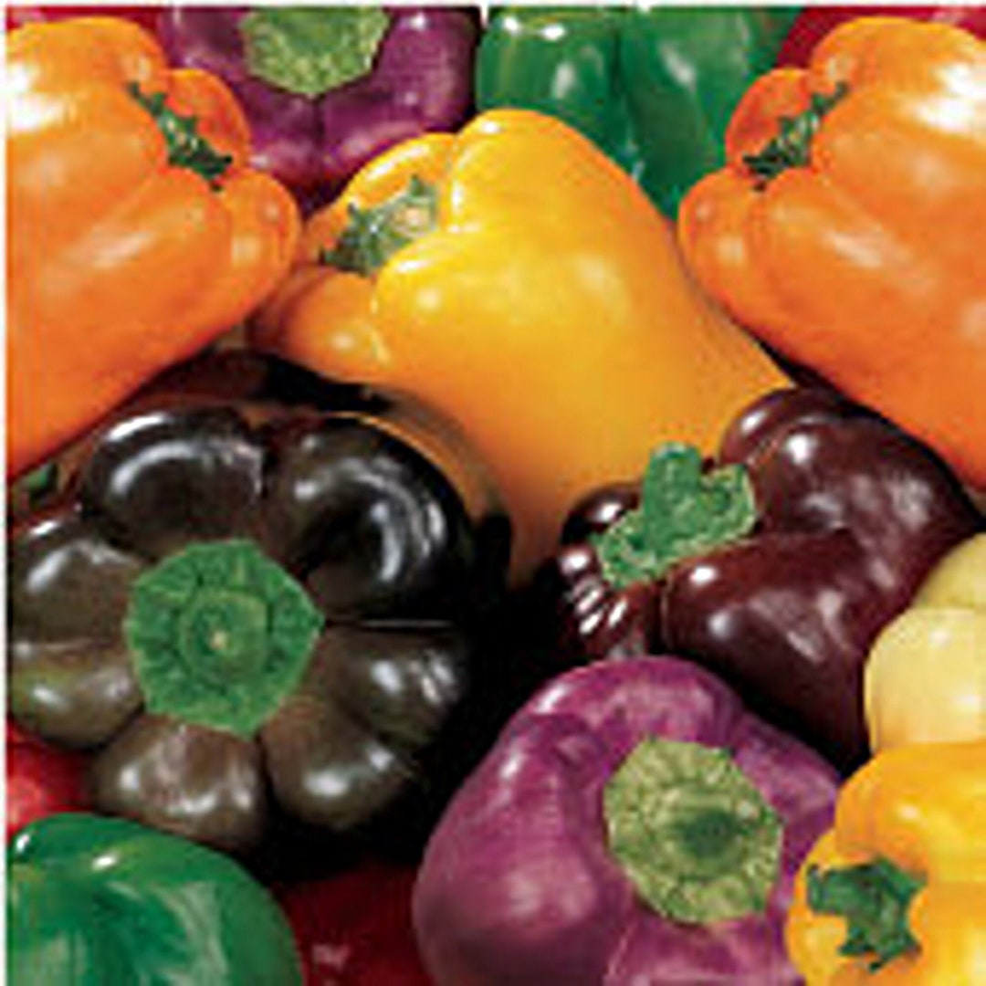Sweet Rainbow Blend Sweet Peppers Seeds Etsy